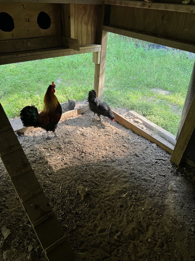 10 Shetland *Hen* Hatch Eggs🏅🏅Very Rare🏅🏅