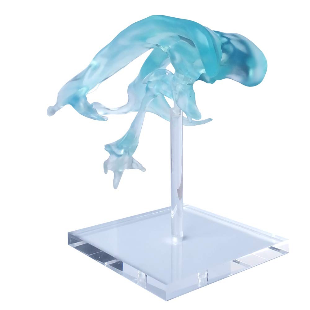 Human Brain Ventricles Model for Anatomy Teaching Learning, Students Learning...