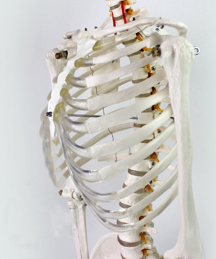 Education Model Anatomical Human Skeleton Nurse Training Display Teaching