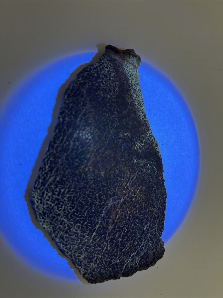 Fossilized agatized dinosaur bone slab 64 grams fluorescent