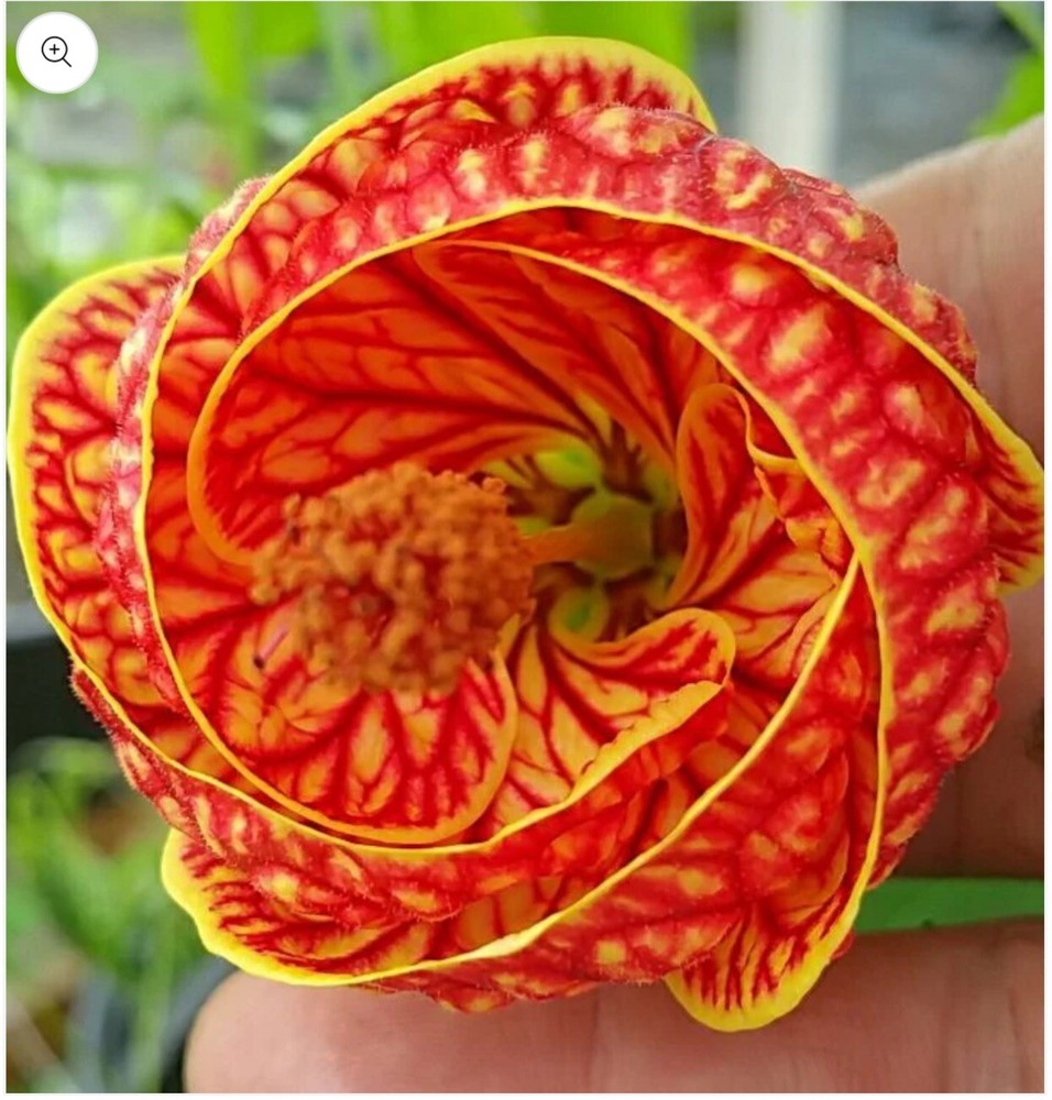 Tiger Eye Abutilon Flowering Maple SMALL ROOTED STARTER Plant