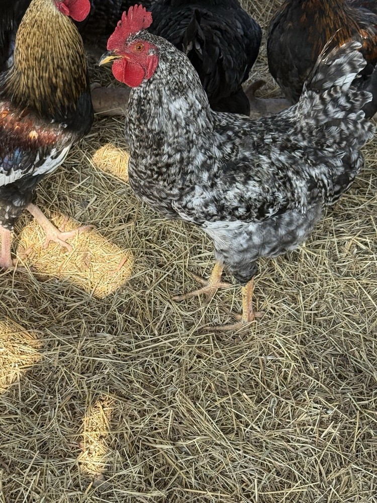 Barnyard Chicken Hatching Eggs 12 Pack