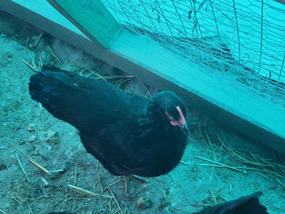 12 Exhibition Rhode Island Red Hatching Eggs
