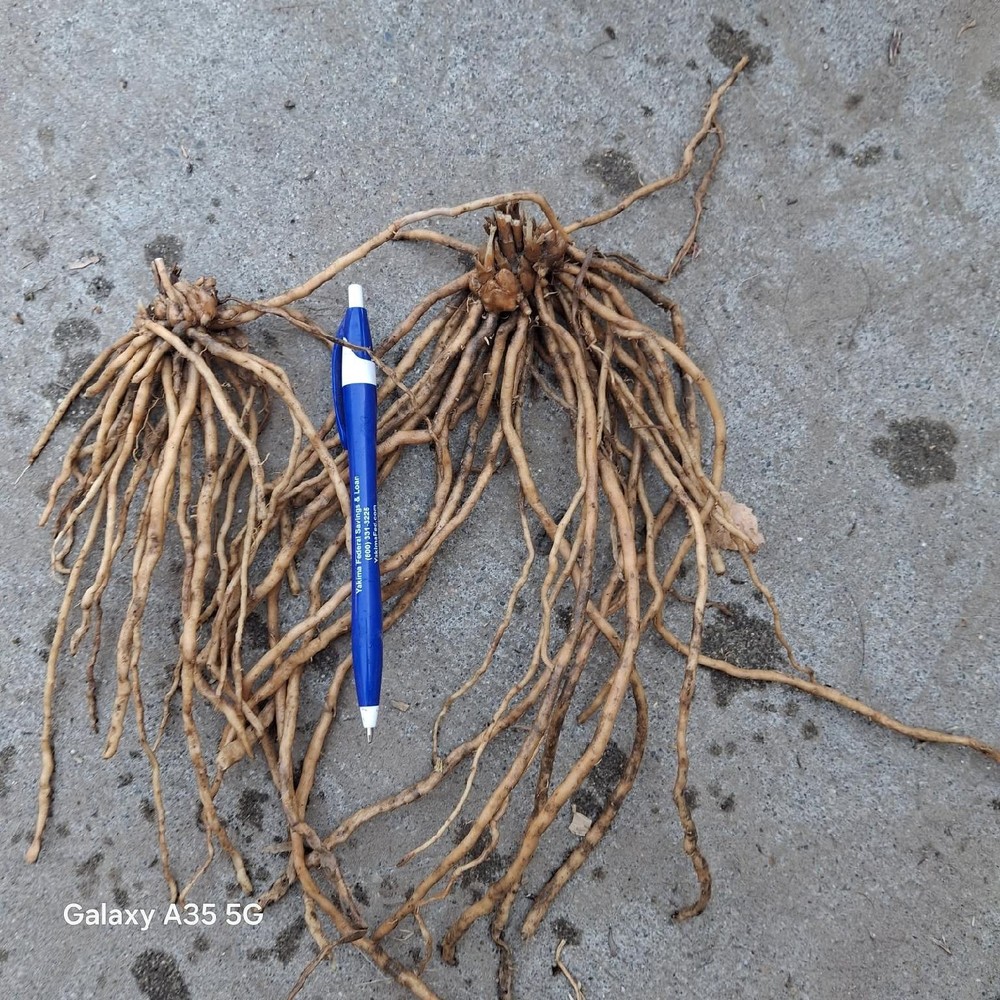 ten 2ND YEAR ASPARAGUS ROOTS