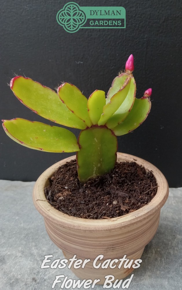 Easter Cactus (Rhipsalidopsis x graeseri) Whitsun Cactus - Multiple Sizes