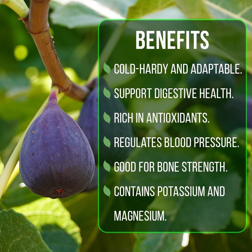 Fig Tree. Set of 4 starter plants.