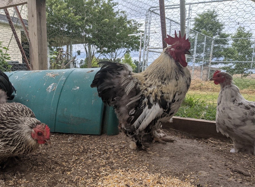 12++ Bantam Cochin Hatching Eggs
