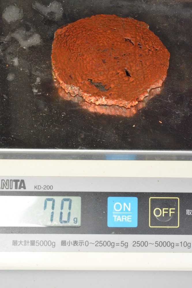 Orange Agatized Dinosaur Bone, New Mexico, 70 grams