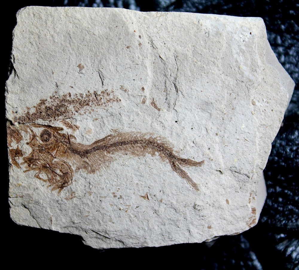 Oligocene  fossil fish