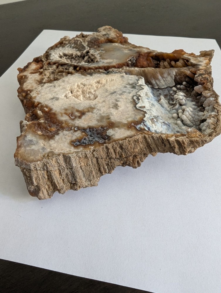 coral slab brown white multi-textured natural