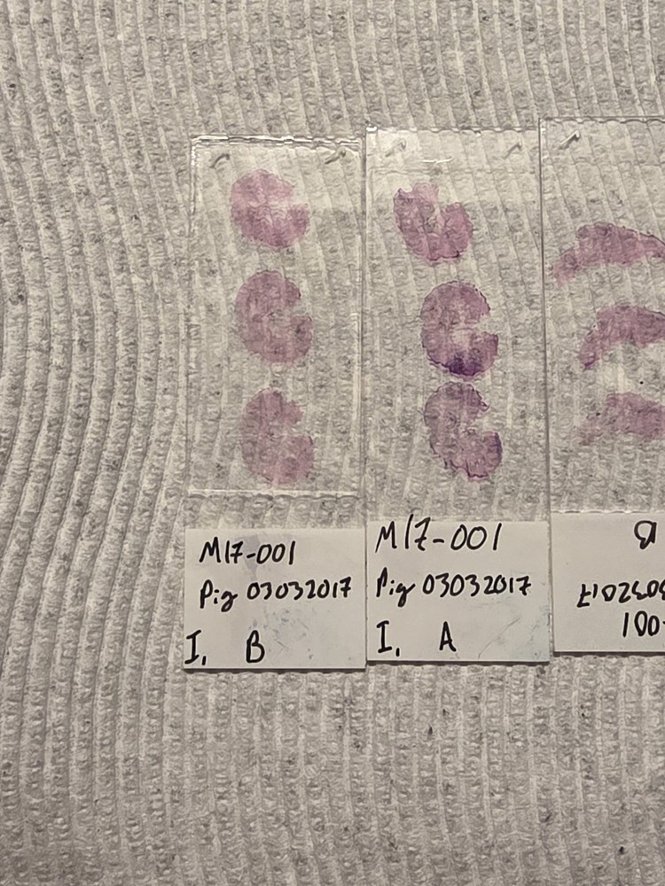 Pig Skin Microscope Samples