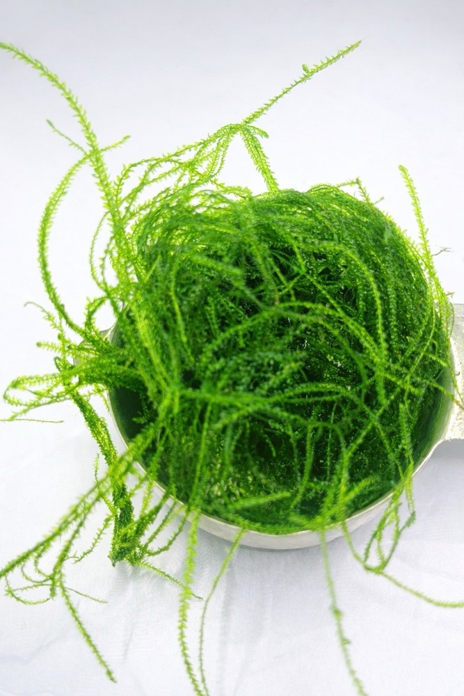 Combo : Java Moss, Hornwort,Guppy Grass Buy 2 Get 1 Free