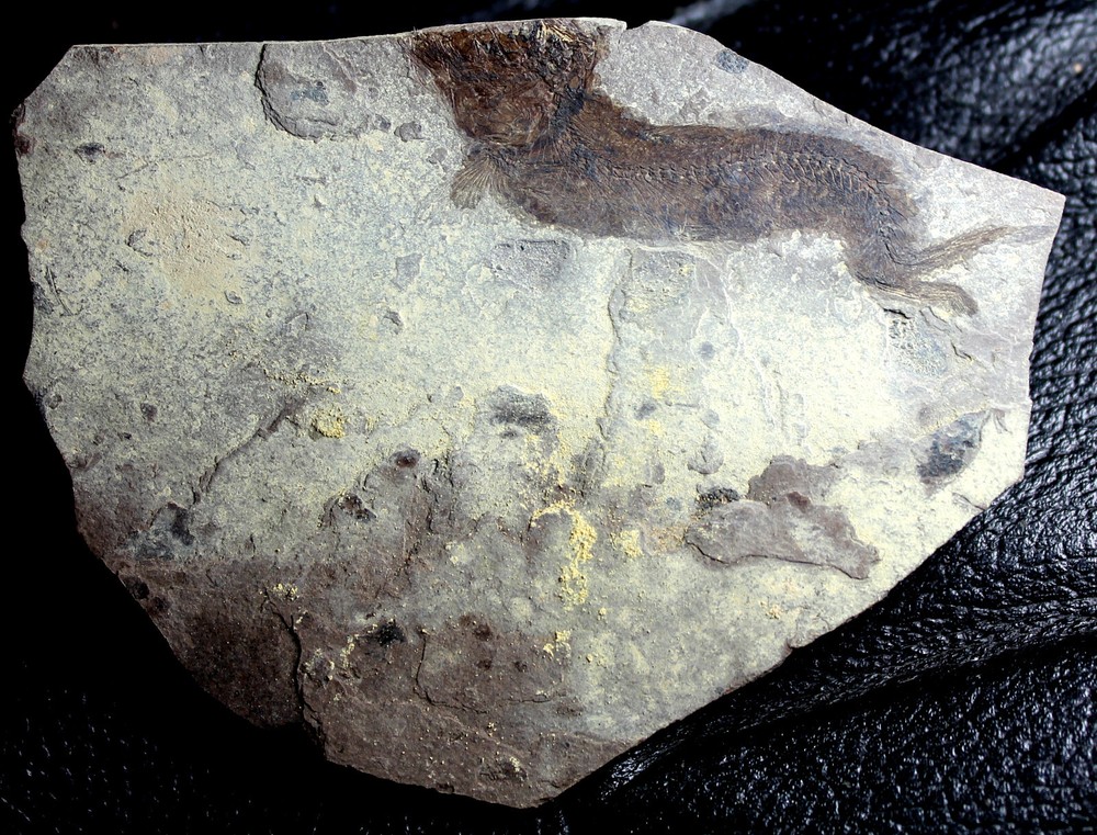 Clupea sp - Oligocene fossil fish