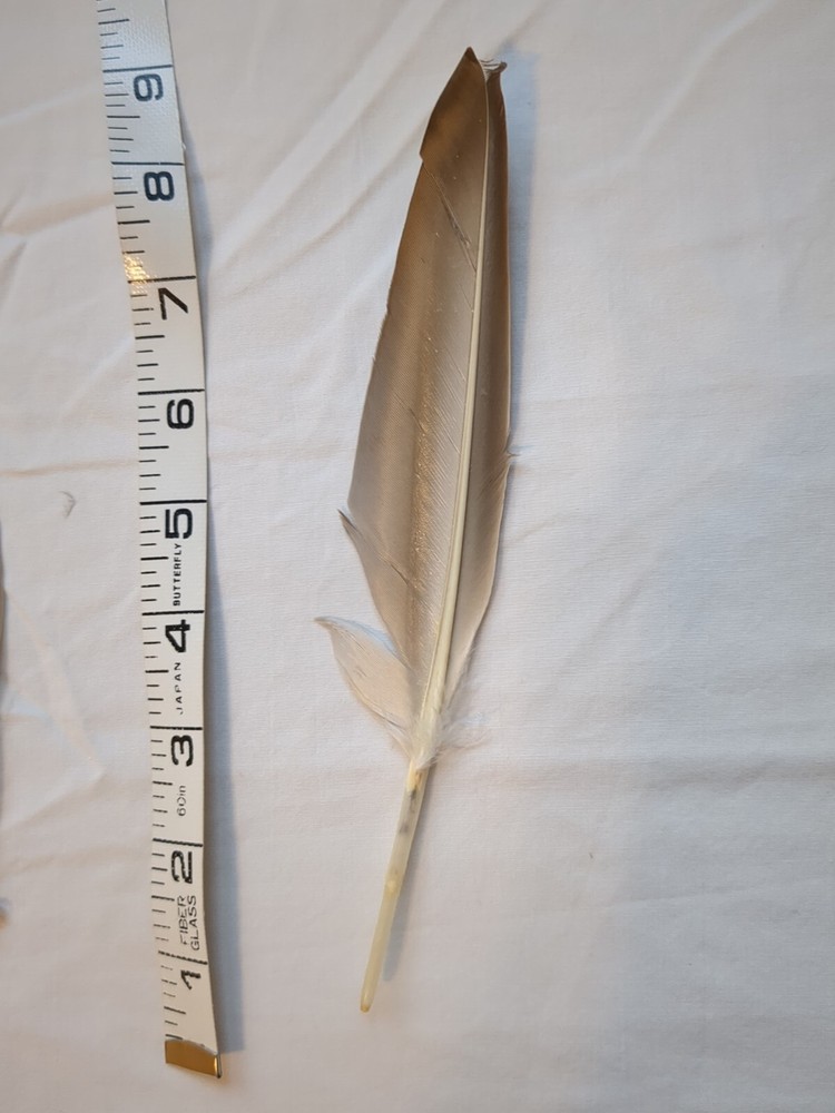 1 Pack - Natural Brown Duck Pointer Primary Wing Feathers Halloween Wedding
