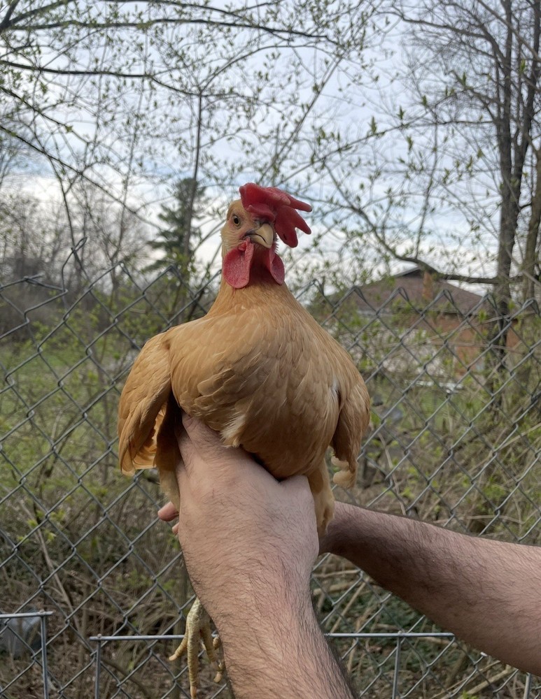 12 LF Colored Leghorn Hatching Eggs!
