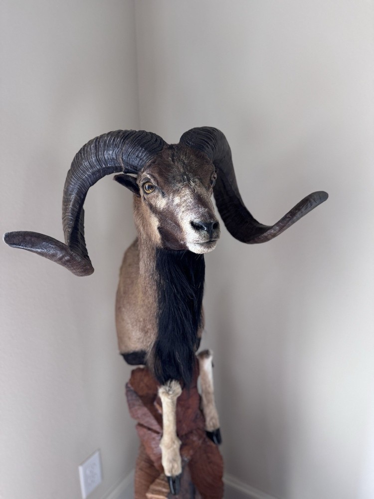 Ram Mount & leg Taxidermy