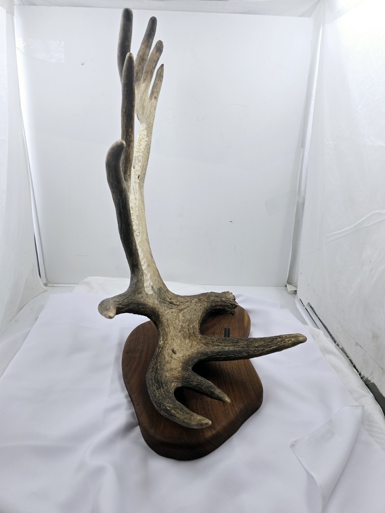Monte Baker Moose Antler Carving 28x22"