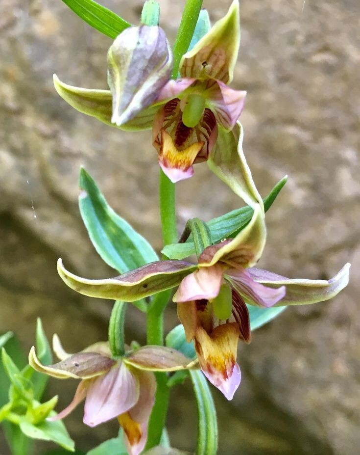 Adam & Eva Orchid In Winter/ Putty Root Bare-Root