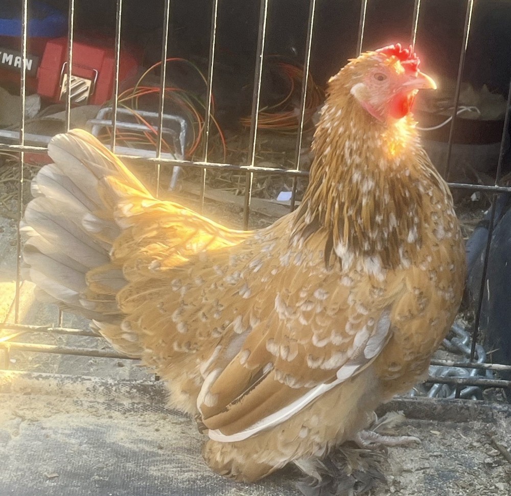 Dozen Cochin Bantam Eggs for Hatching
