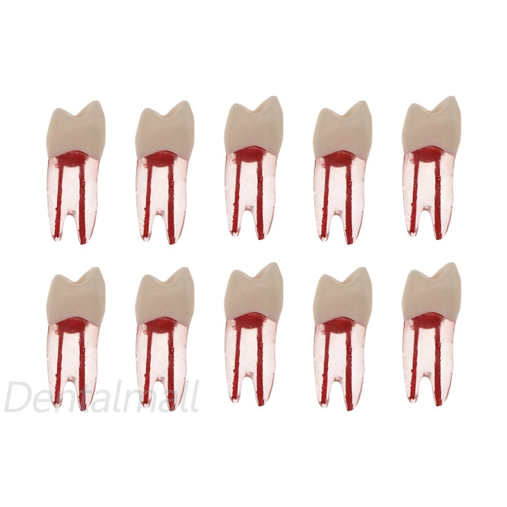 10 Size Dental Root Canal Practice Model Teeth for Pulp Study RCT Endo File