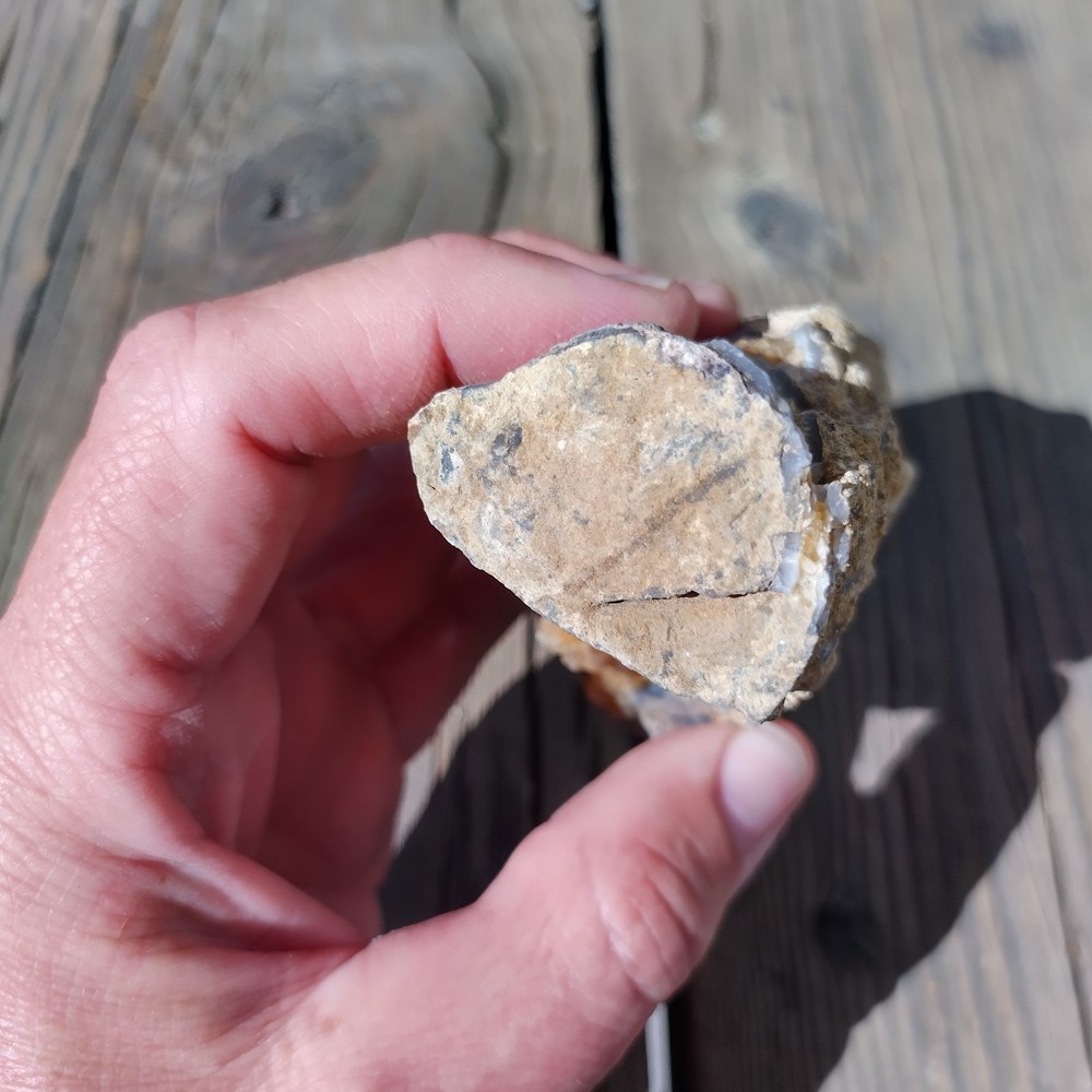 Blue Forest Petrified Wood * 13.7 oz.