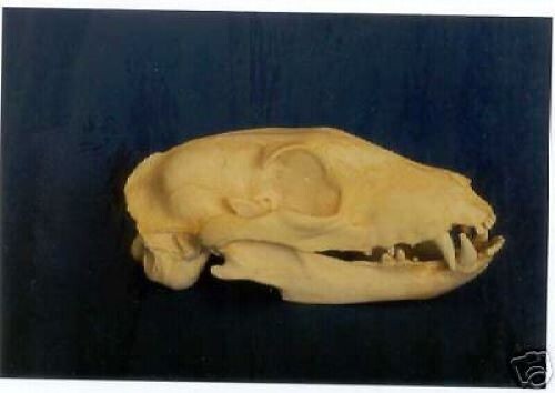 AARDWOLF  SKULL REPLICA