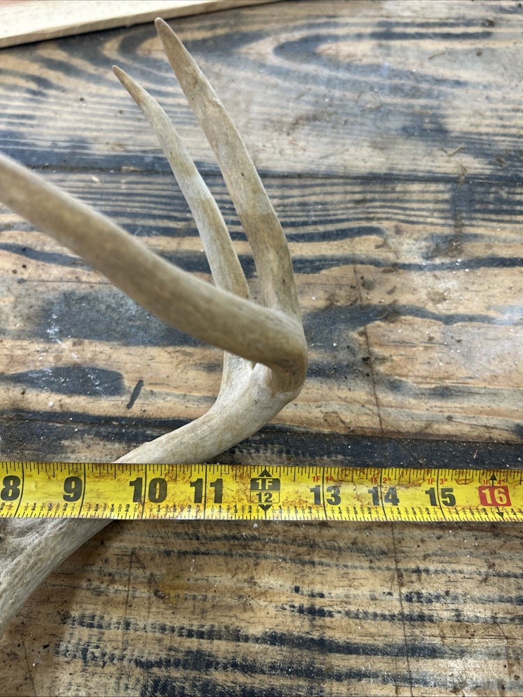 Deer Antlers