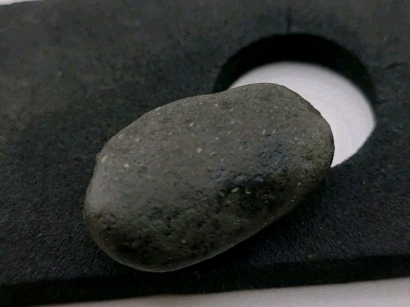 Real Permineralized Reptile Egg Fossil Lizard 🦎