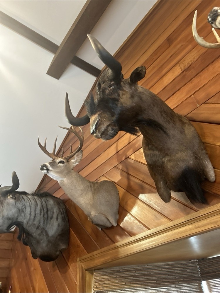Black Wildebeest Shoulder Mount