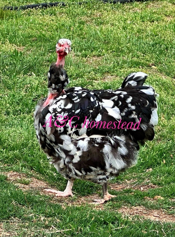 Turkhens Hatching Eggs 6 Chicken Eggs