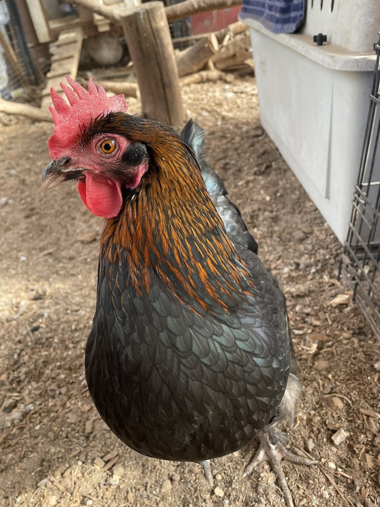 1 Dozen Black Copper Marans Hatching Eggs!