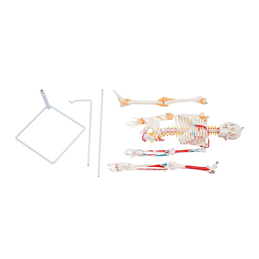NEW 34" Modern Hanging Style Human Skeleton Model Includes Joint Ligaments White