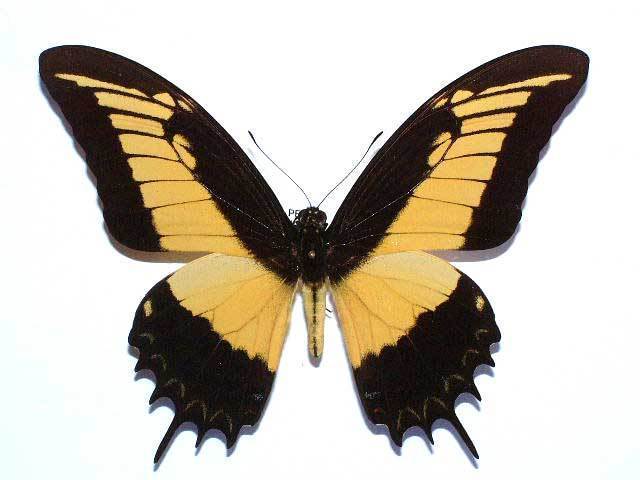 PAPILIO ANDROGEOS ANDROGEOS - unmounted butterfly