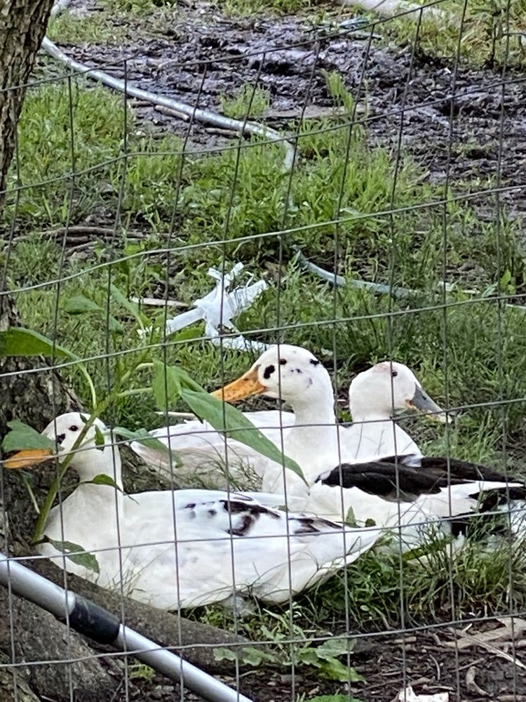 ancona duck eggs, Dozen