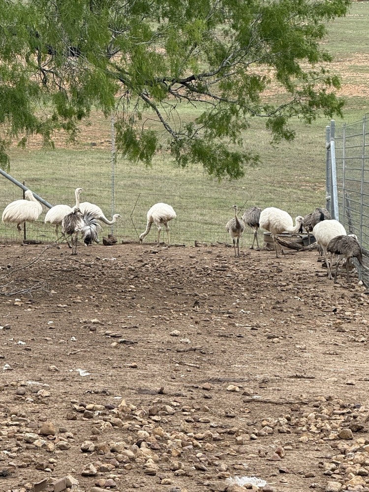 Rhea Feathers FREE SHIPPING