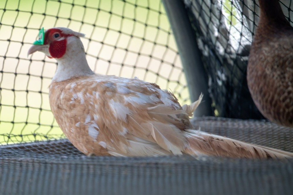 12+ Ringneck Pheasant Color Combo Hatching Eggs