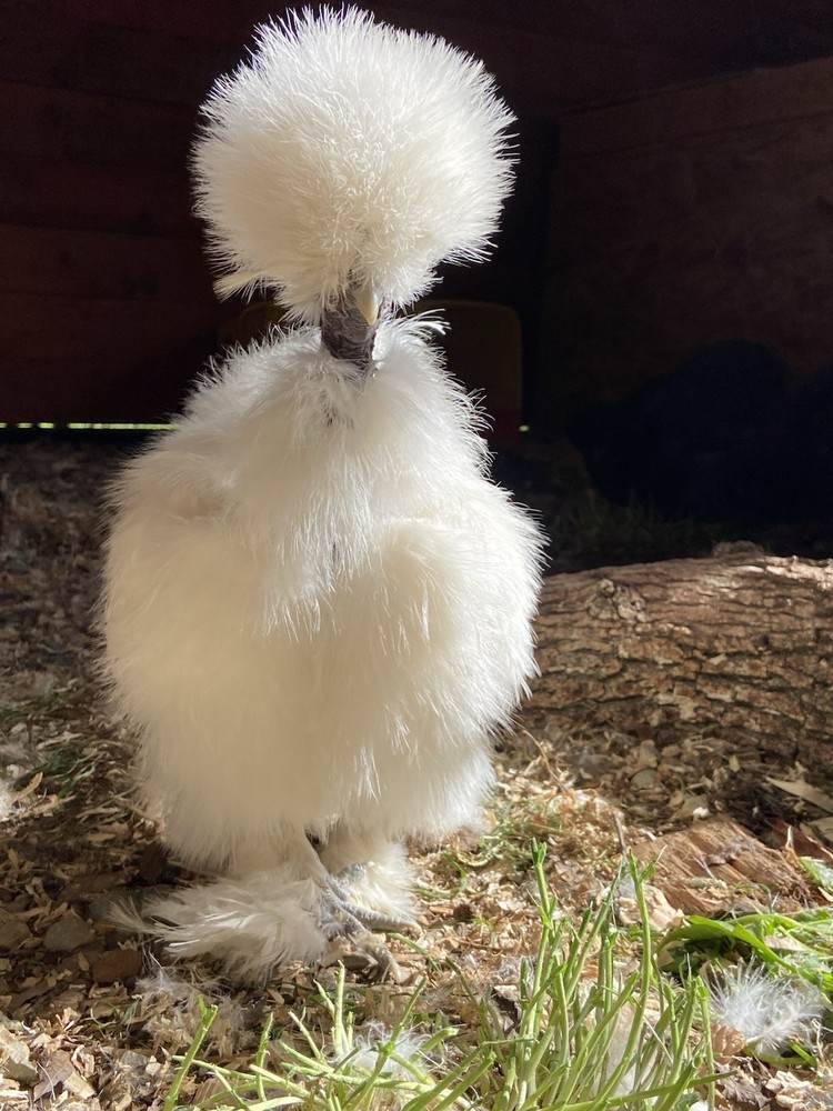 6 silkie/satin hatching eggs
