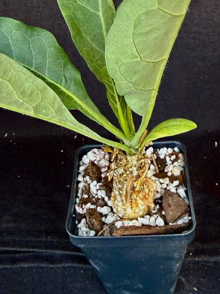 Cephalopetandra ecirrhosa , caudiciform