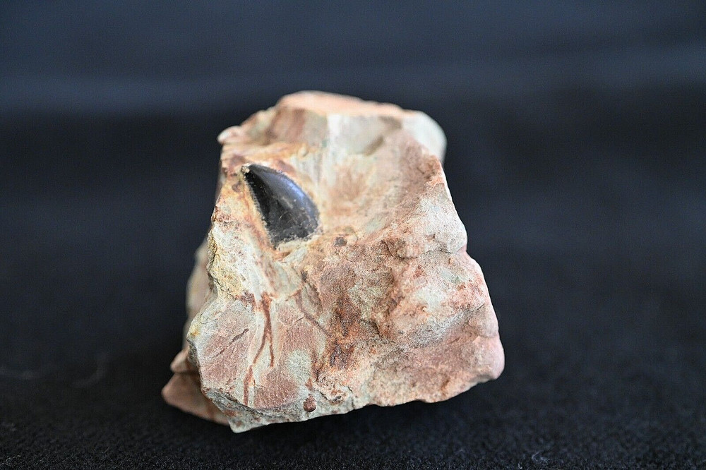 Moroccan Theropod Tooth in Matrix
