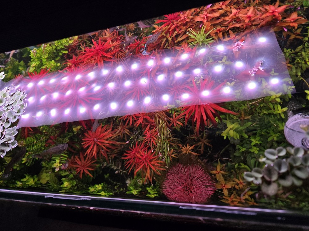 Aquatic Plant Pack 25 Stems