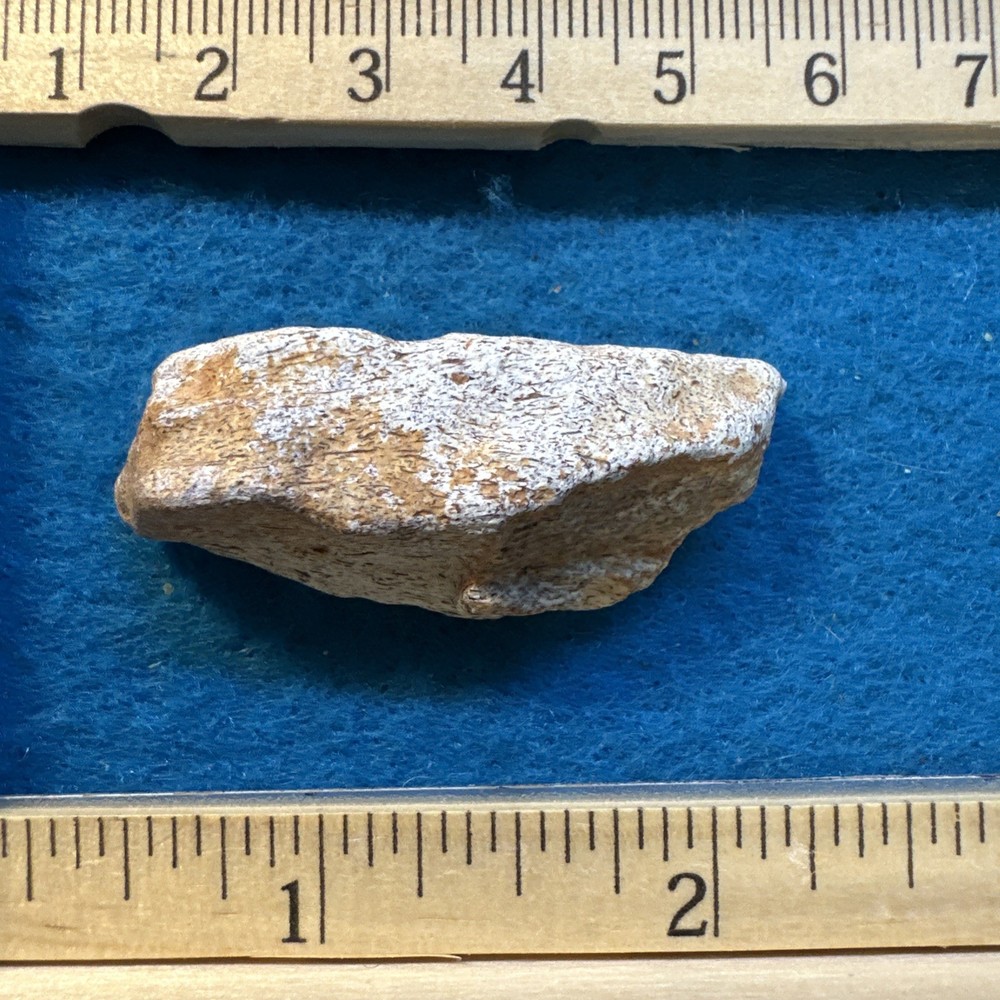 Spinosaurus Extinct Dinosaur Bone Fossil in Display Case