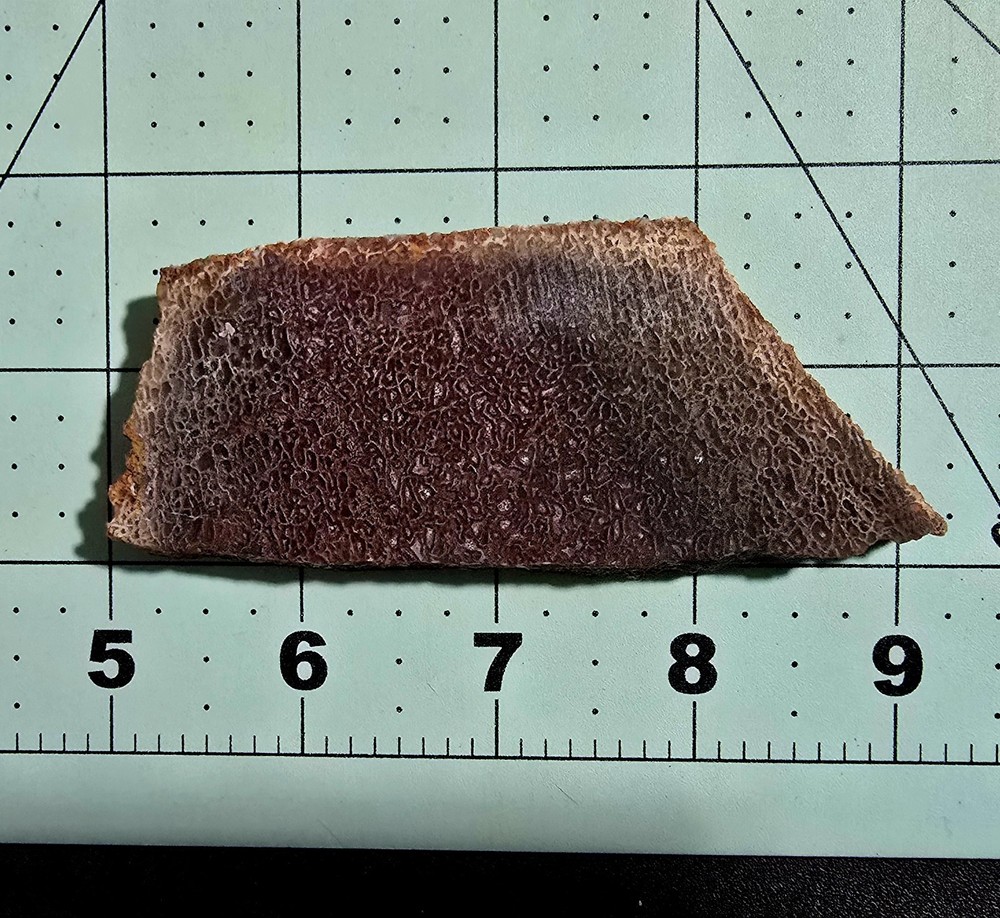 Fossil Dinosaur Bone Lapidary Slab