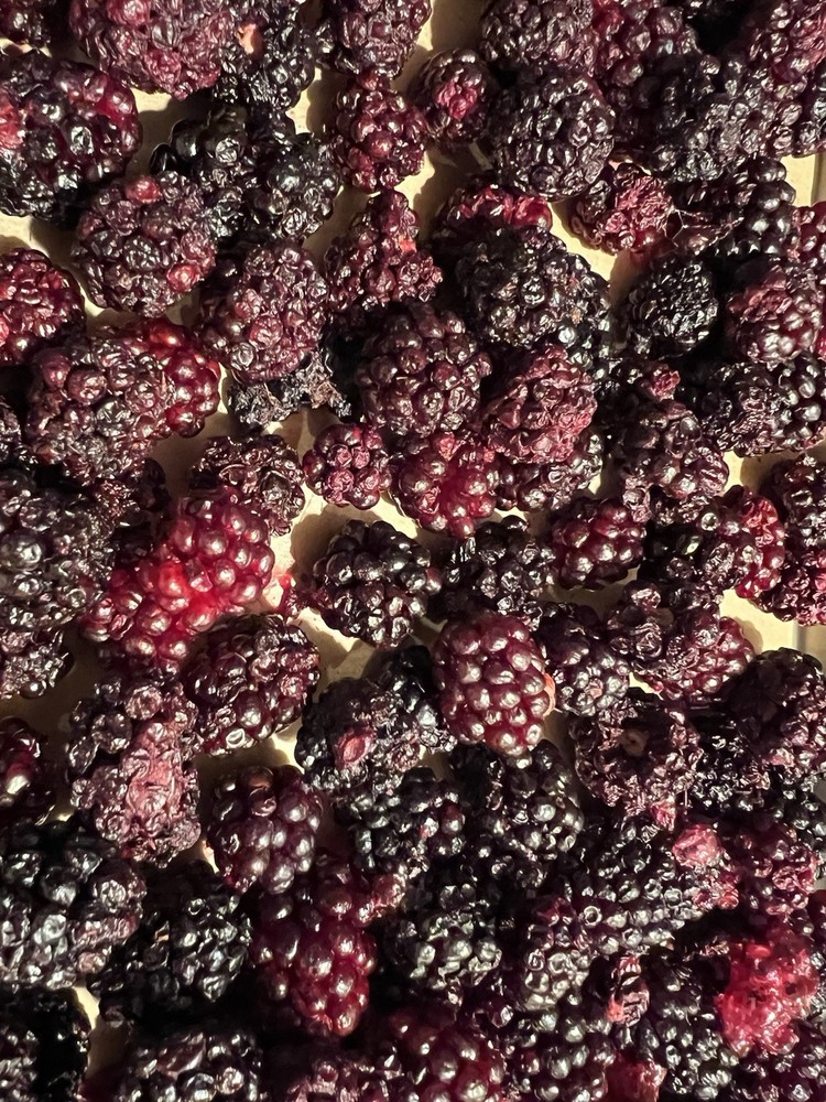 Freeze Dried Blackberries