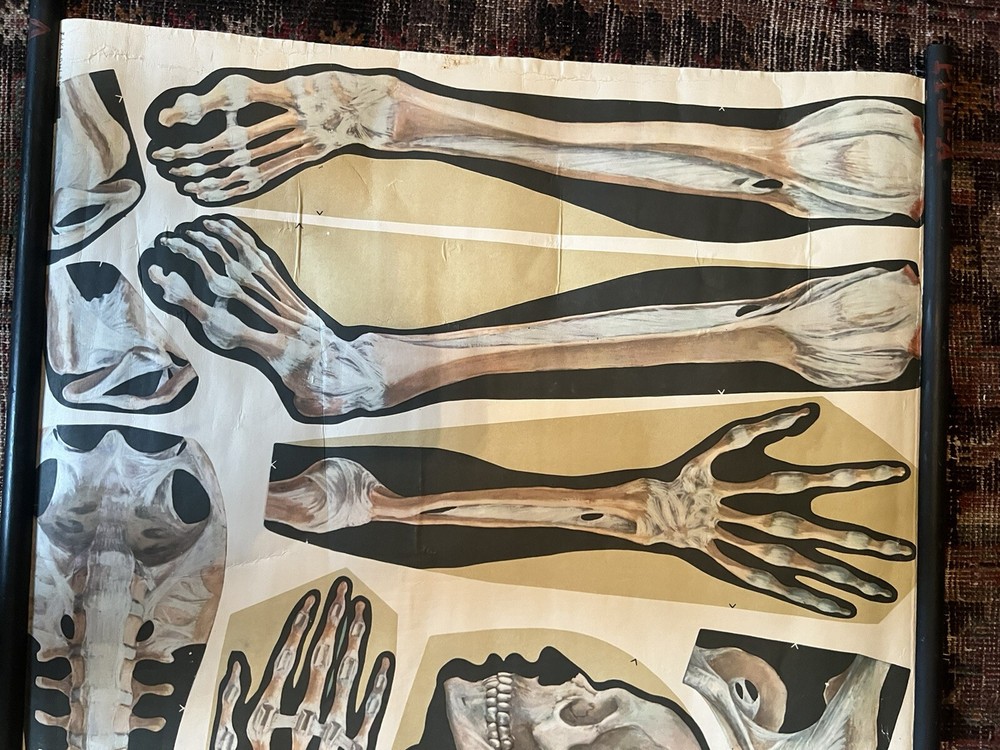 Pull Down Anatomical School Chart. Beautiful Colors! Original 1960s!