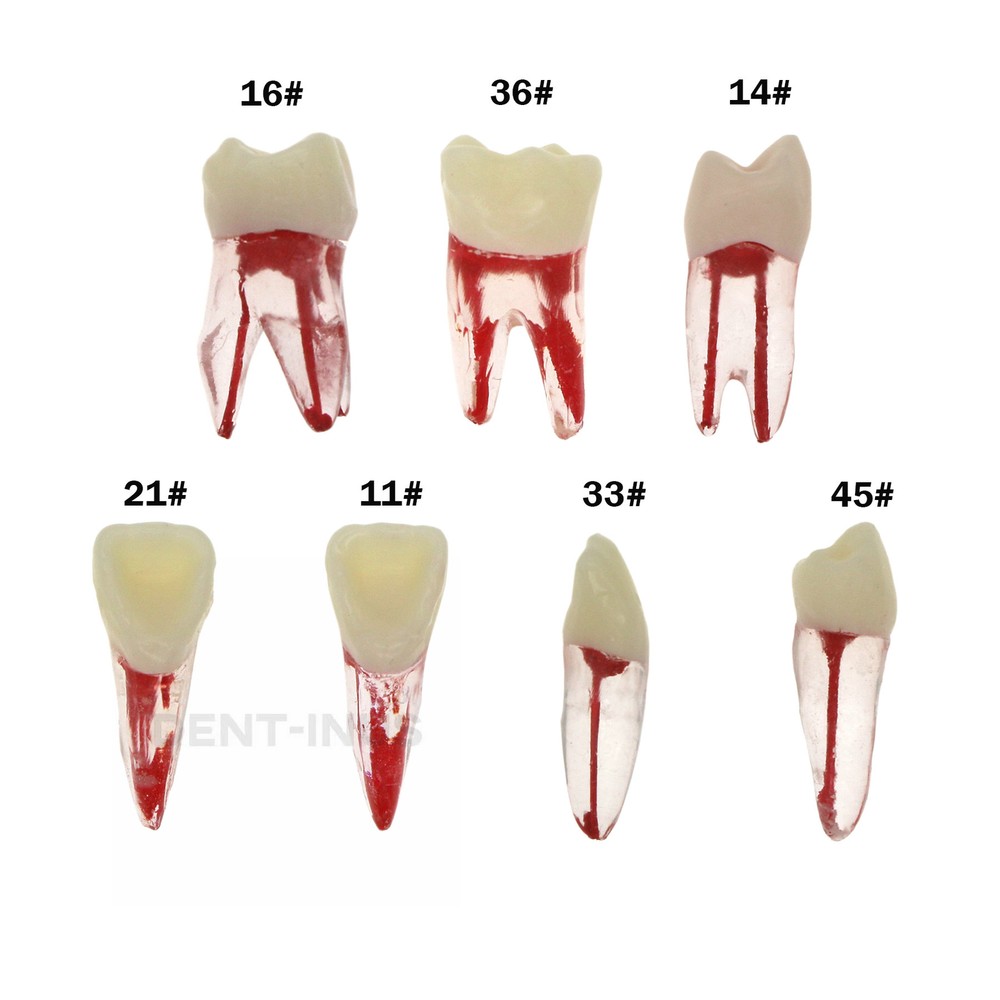 Dental Endodontic Root Canal RCT Practice Endo Teeth Model Pulp Study #8007