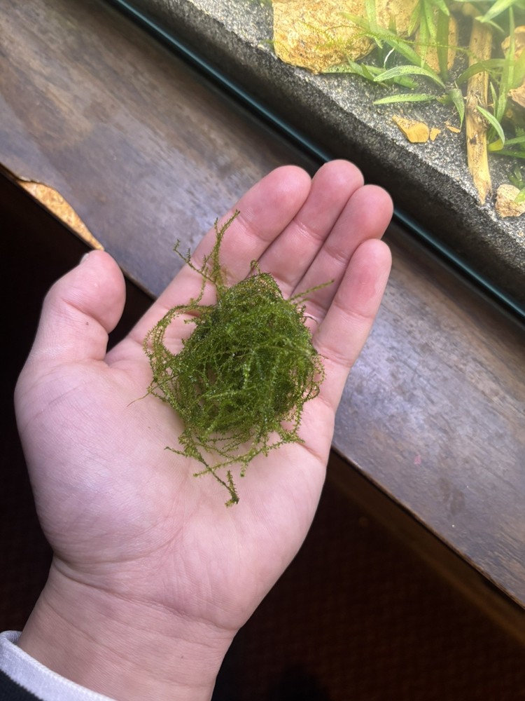 Java Moss Golf Ball Size Live Aquatic Plant