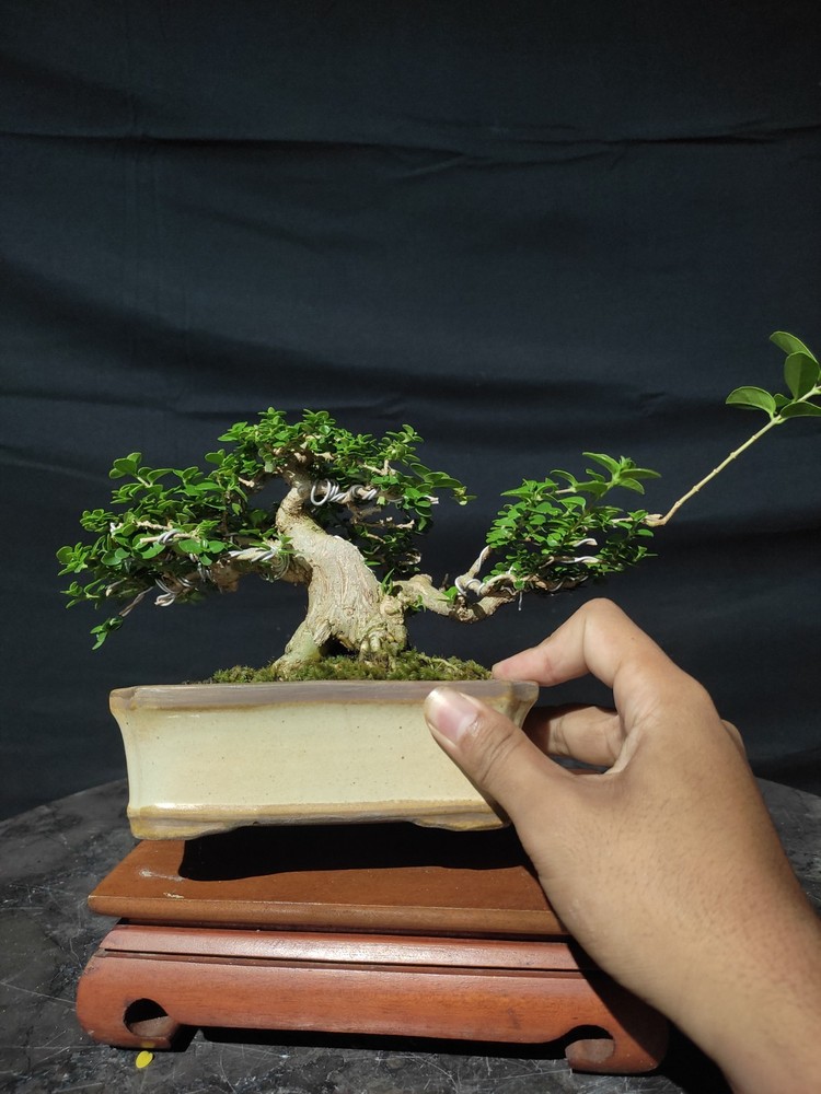 Premna Microphylla Living Tree Bonsai Tree