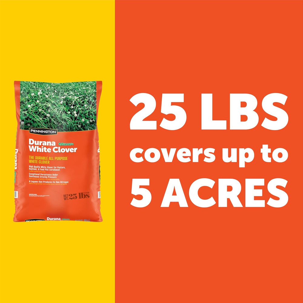 Pennington Durana White Clover