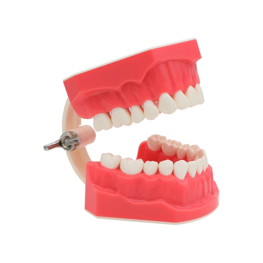US Dental Teeth Typodont Model for Brushing Flossing Practice Teaching Study