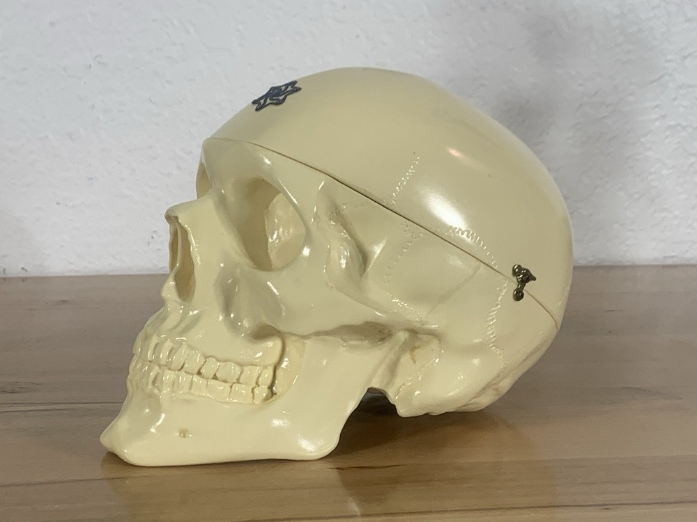 Anatomically Correct Life Size Skull Removable Cranium & Brain Teaching Aid